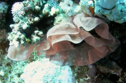 Spanische Tänzerin (Hexabranchus sanguineus)